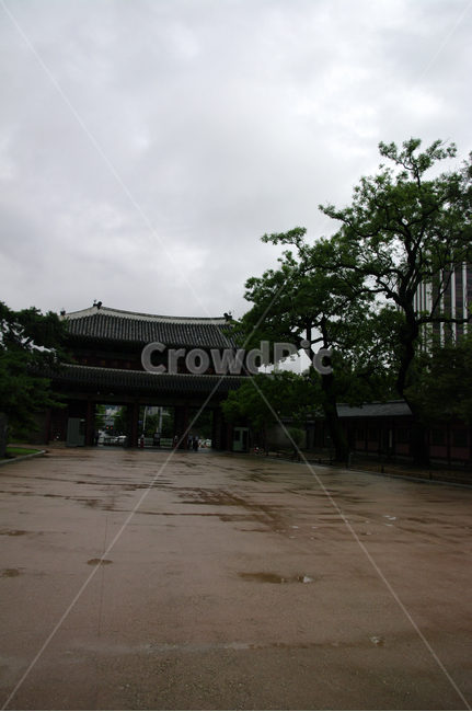돈화문,창덕궁,고궁,한옥,전통가옥,기와지붕,건축,traditional,나무,한국전통,한국문화,korean traditional,korean culture,랜드마크,landmark,tourist attraction,한국랜드마크,한국관광지,한국명소,korea landmark,korea tourist attraction