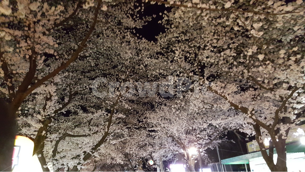 벚꽃,봄꽃축제,밤마실,꽃축제,봄이오는풍경,풍경,봄,계절,spring,season,야경,밤,풍경,nightscape,night,landscape,식물,자연,plants,nature,나무,trees,wood,plant,blossom,꽃,flower,cherry blossom