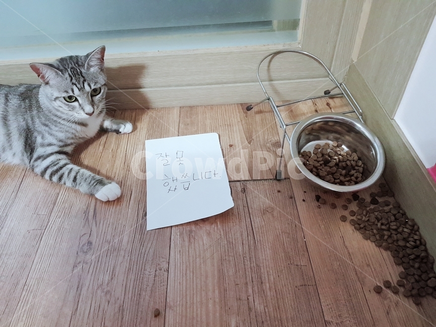 고양이,암컷,사고뭉치,사료,밥그릇,방바닥,사과,눈치,cat,반려동물
