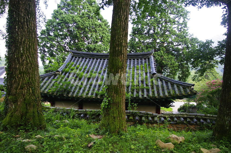 선암사,사찰,건축,전통건축,traditional,전통,기와지붕,풍경,초록,나무,자연,풍경,nature,landscape,한국전통,한국문화,korean traditional,korean culture,outdoors,옥외,garden,정원,arbour,정자