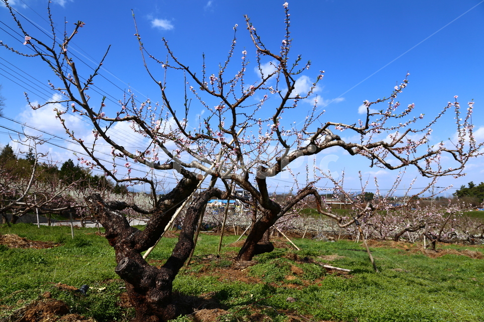 전주원동마을,복사꽃,원동과수원마을,복숭아꽃,봄꽃,봄,계절,spring,season,식물,자연,plants,nature,꽃,flower,나무,trees,wood,tree,tree trunk,나무 줄기,plant