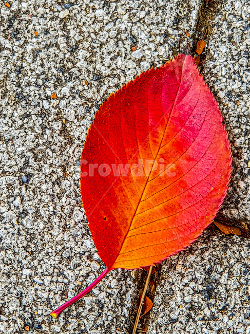 ground,바닥,단풍,잎,leaf,maple,가을,계절,fall,autumn,season,식물,자연,plants,nature