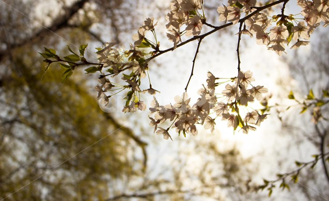 벚꽃,벚나무,나무,꽃,flower,blossom,식물,plant,식물,자연,plants,nature,꽃,flower