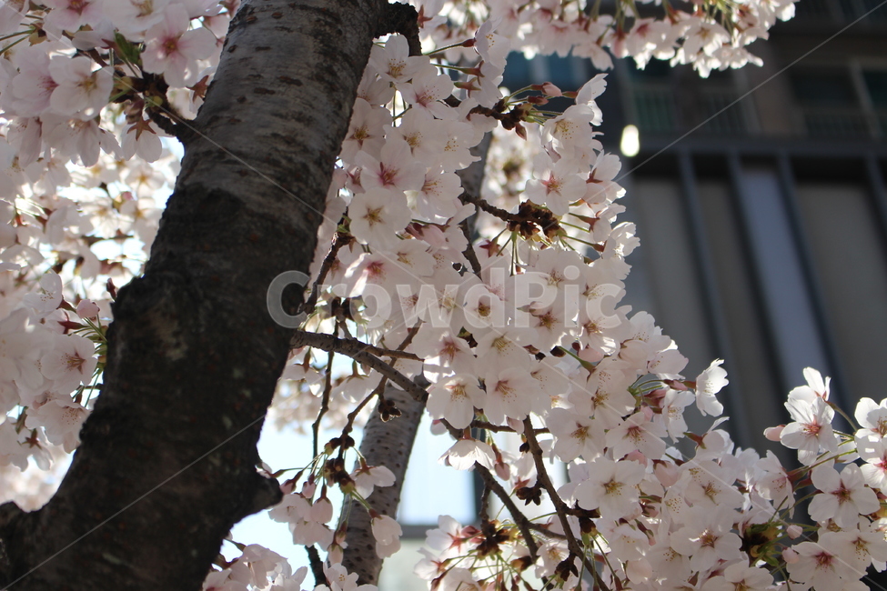 plant,식물,flower,꽃,blossom,cherryblossom,벚꽃
