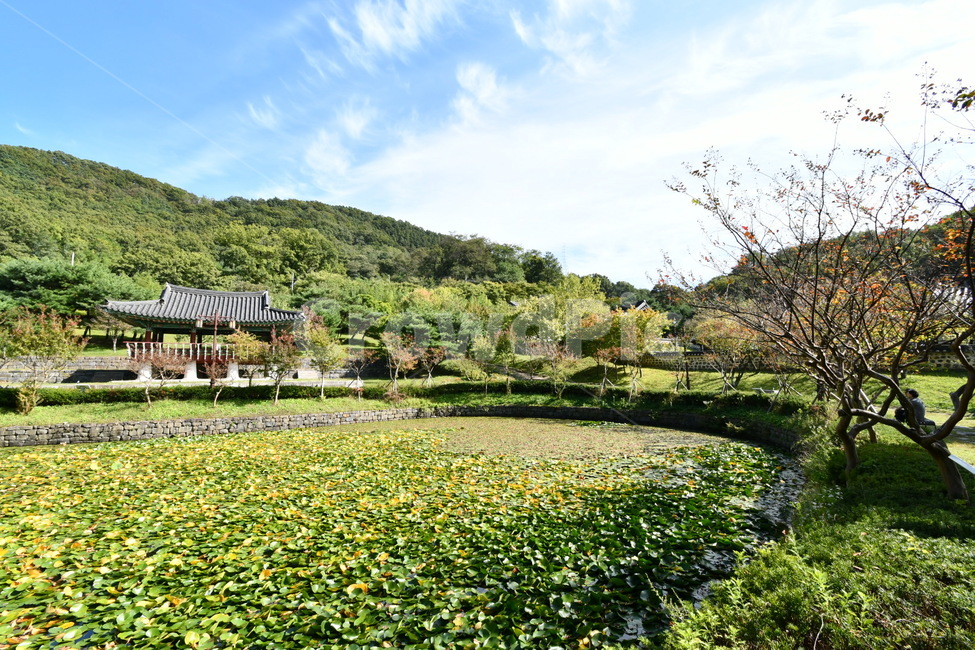 자연,절,봄,spring,하늘,자연,풍경,nature,landscape,한국자연풍경,한국자연경관,korea nature landscape,outdoors,옥외,plant,식물,grass,잔디