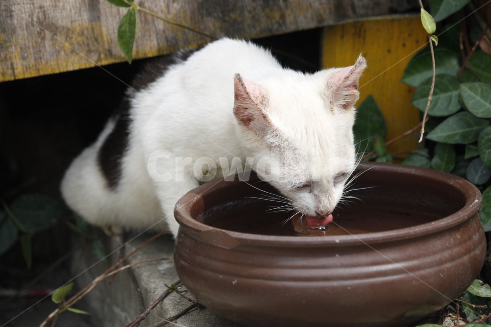 길고양이,고양이,길냥이,외로움,휴식,묘생,냥이,묘,길거리,고양이들,동물,animal,고양이,cat,kitten,kitty
