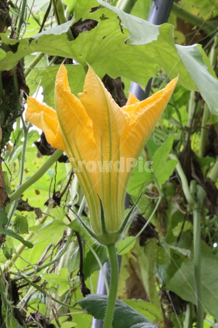 호박꽃,식물,꽃,호박,pumpkin,식물,자연,plants,nature,꽃,flower