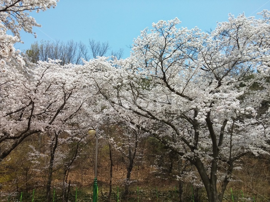 flower,꽃,blossom,plant,식물,벚꽃,봄,나무,spring