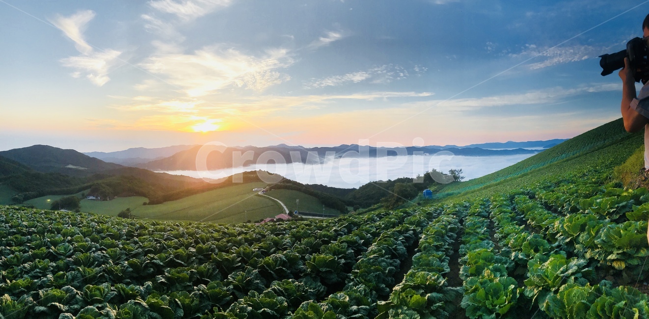 nature,자연,구름,운해,해,일출,배추밭,하늘,아침,초록,자연,풍경,nature,landscape,사진작가,포토그래퍼,photographer,농업,농사,agriculture,farming,farming industry