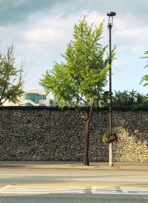 tree,나무,plant,식물,돌담길,횡단보도,하늘
