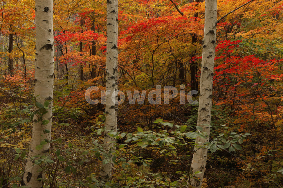 단풍,산,나무,경치,자연,가을,계절,fall,autumn,season,자연,풍경,nature,landscape,식물,plants,tree,plant