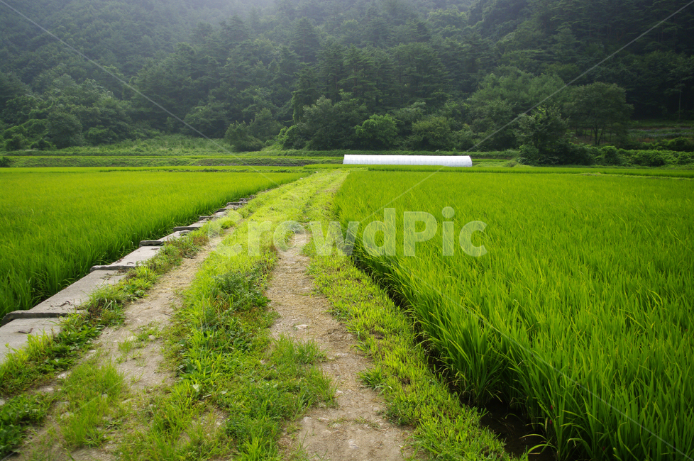 농촌,길,시골,논,식물,plant,풍경,초록,자연,풍경,nature,landscape,outdoors,옥외,grassland,목초지,field,들,paddy field,패디 필드
