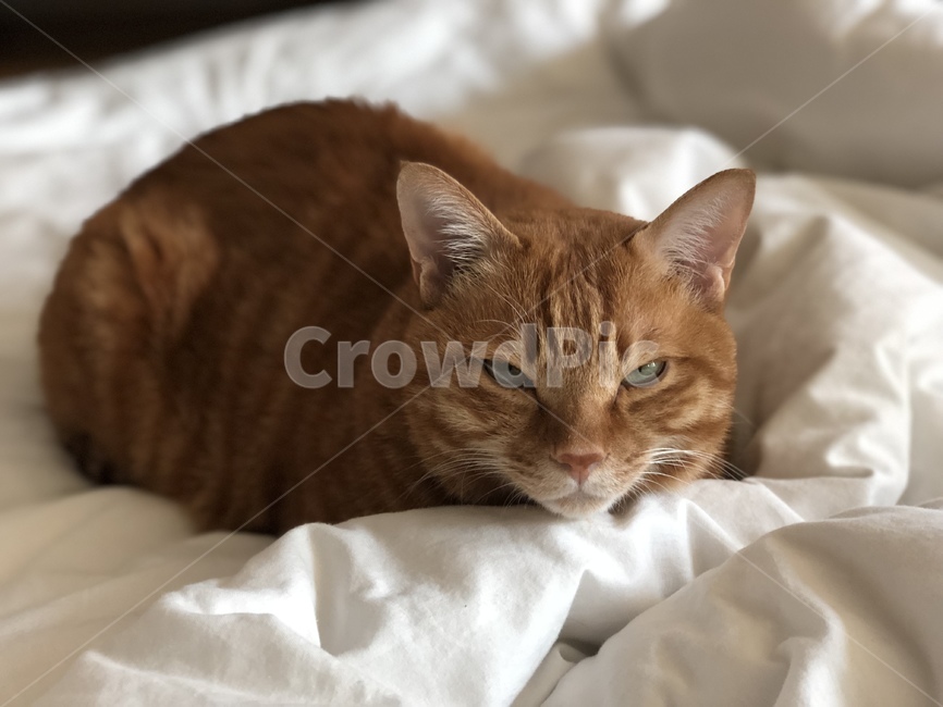 고양이,이불,포근한,코리안숏헤어,졸림,피곤,동물,동물,animal,포유류,mammal,고양이,cat,kitten,kitty