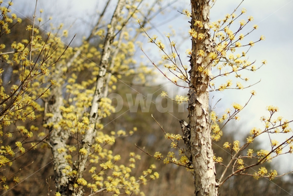 나무,산수유,꽃,식물,자연,봄,구례,tree,spring,nature,flower,봄,계절,spring,season,식물,자연,plants,nature,꽃,flower,plant