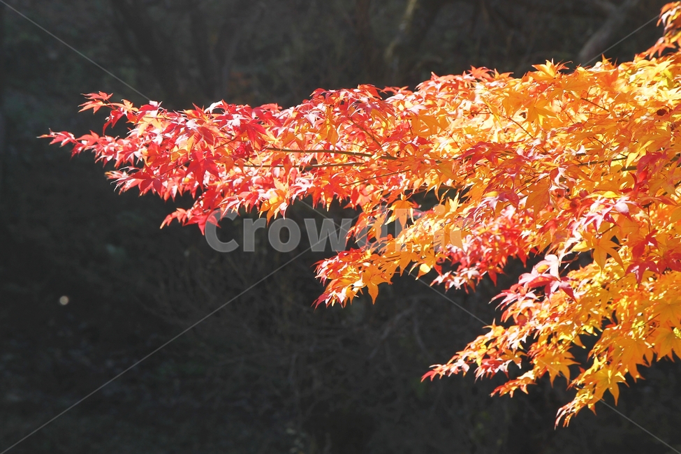 단풍,가을풍경,단풍나무,감성,가을단풍,가을,계절,fall,autumn,season,식물,자연,plants,nature,leaf,잎,plant,tree,나무,maple