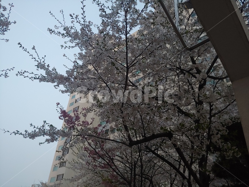 벚꽃,벚꽃나무,봄꽃,봄나무,cherryblossom