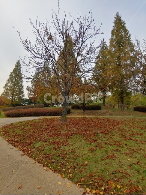 가을,단풍,나무,잎,산책로,자연,nature,tree,plant,식물,붉은잎,단풍잎,낙엽,자연,풍경,nature,landscape