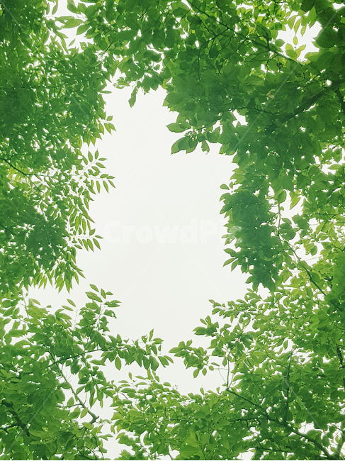 leaf,잎,plant,식물,vegetation,초목,green,초록,tree,나무,하늘,자연,nature