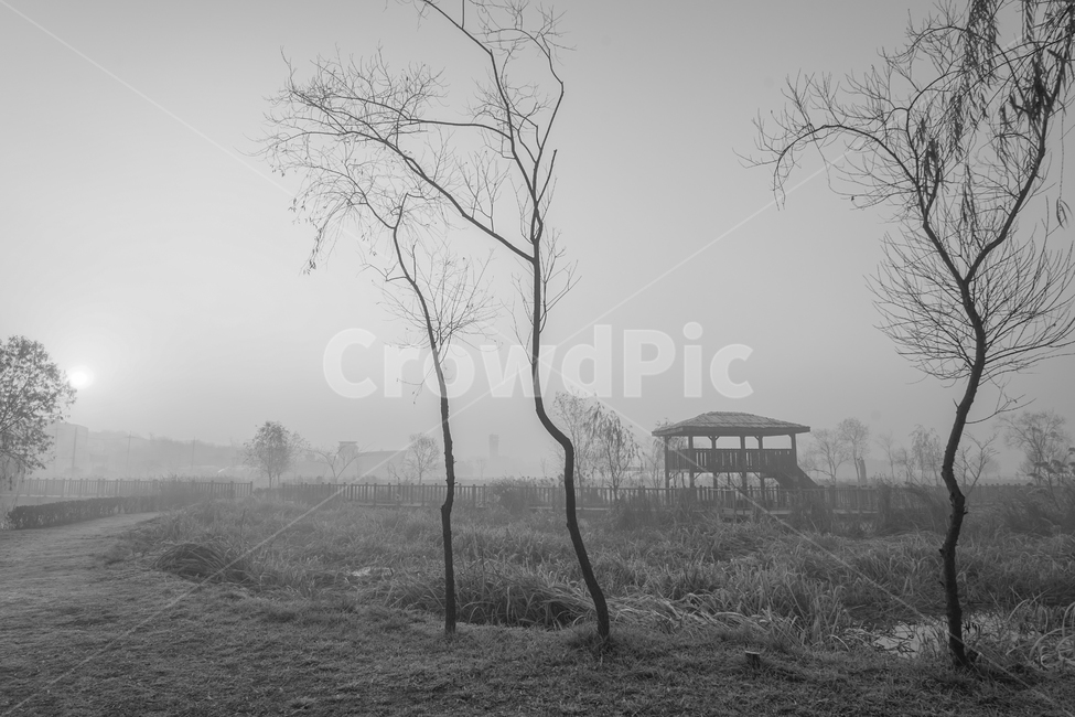 공원,여명,새벽,산책길,산책,풍경,안개,나무,길,자연,풍경,nature,landscape,흑백,모노톤,monochrome,black and white