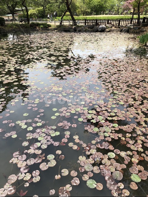 연잎,연꽃,연못,수련잎,수련,공원,잎,자연,plants,nature,pond,남원,광한루