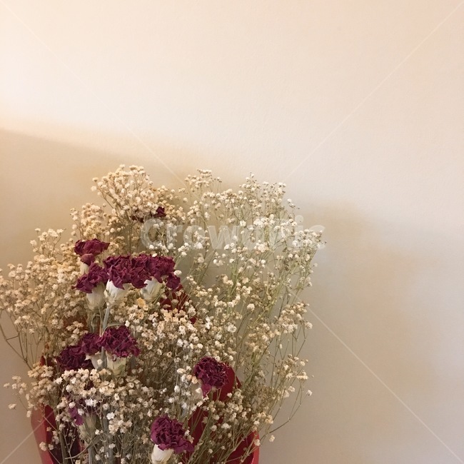 꽃,꽃다발,드라이플라워,flower,장미,rose,안개꽃,분위기,발렌타인데이,식물,자연,plants,nature,꽃,flower