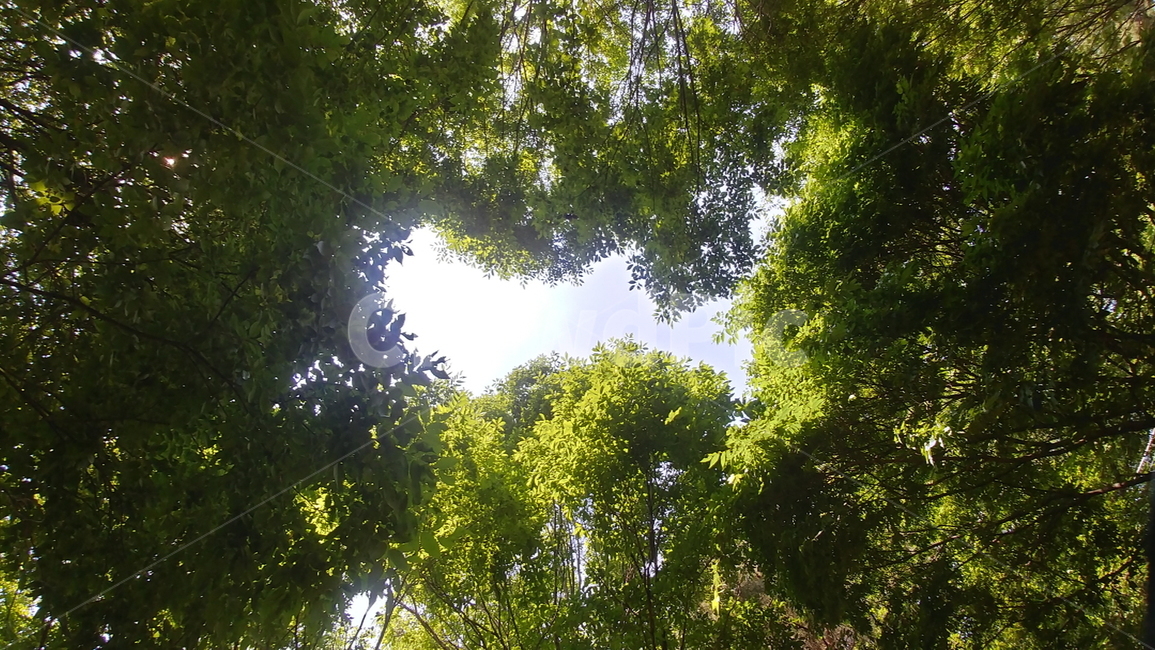 숲,나무,휴식,힐링,하늘