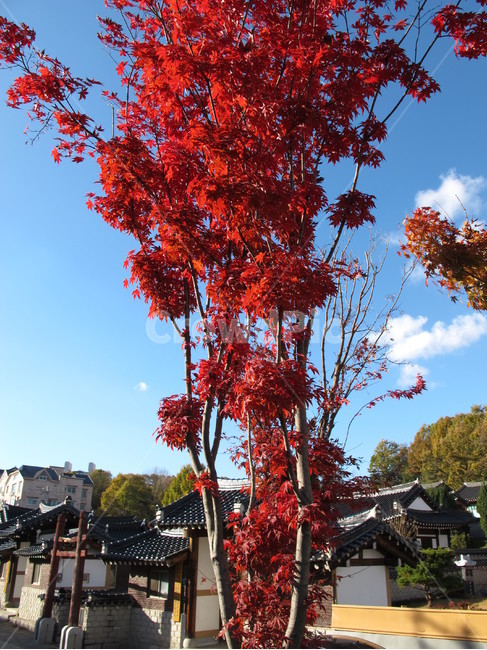 가을,전주,korea,koreamaple,단풍,가을,계절,fall,autumn,season,한국전통,한국문화,korean traditional,korean culture,식물,자연,plants,nature,나무,trees,wood,tree,plant,maple,leaf,잎