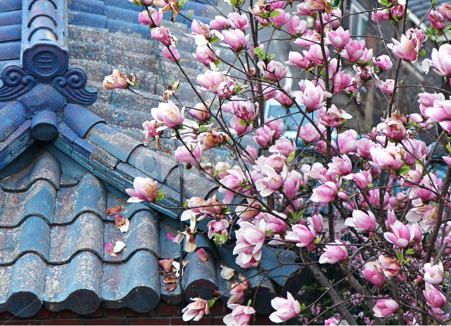 목련,파란지붕,봄꽃,분홍목련,기와,식물,plant,꽃,플라워,봄,계절,spring,season