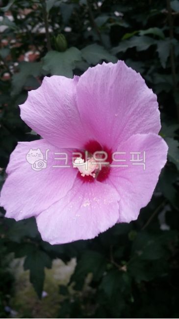무궁화꽃,꽃,식물,flower,plant
