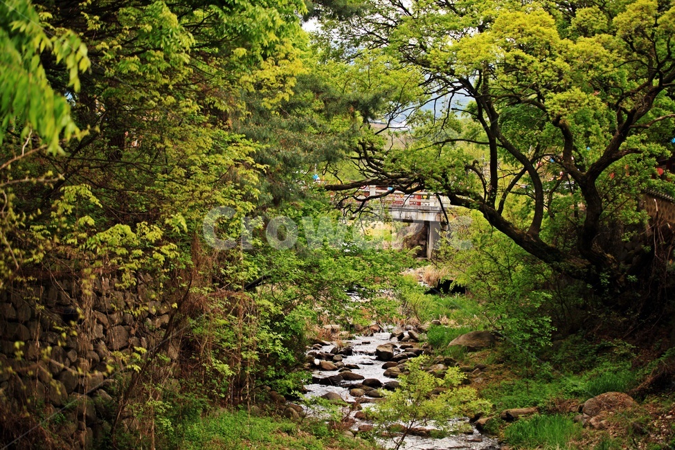 식물,유적지,나무,물,다리,돌,자연,풍경,nature,landscape,식물,plants,나무,trees,wood