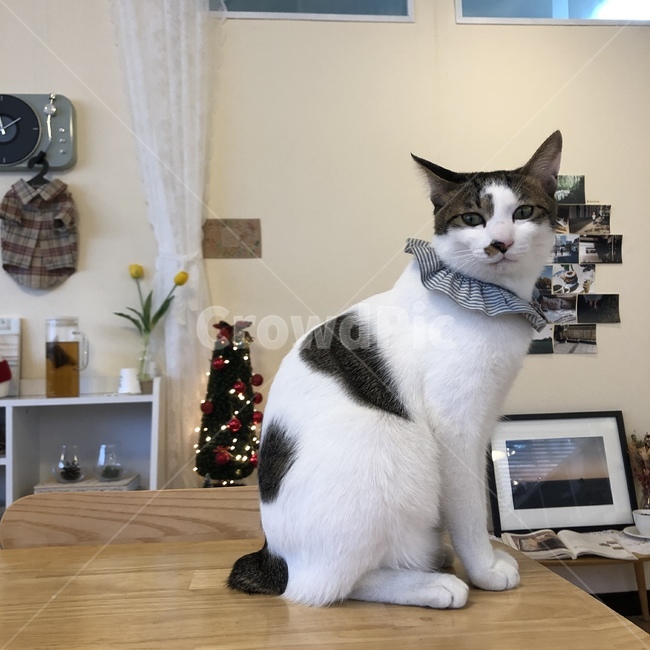 동물,고양이,animal,cat,pet,동물,animal,포유류,mammal,고양이,cat,kitten,kitty
