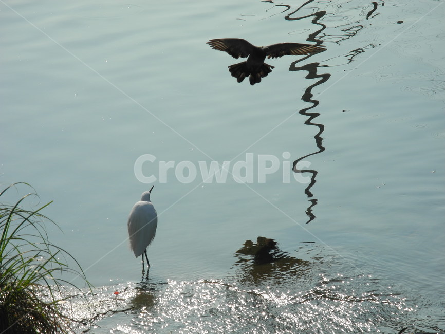쇠백로,비둘기,찰나,우연,냇가,bird,새,자연,동물,animal,조류,새,birds