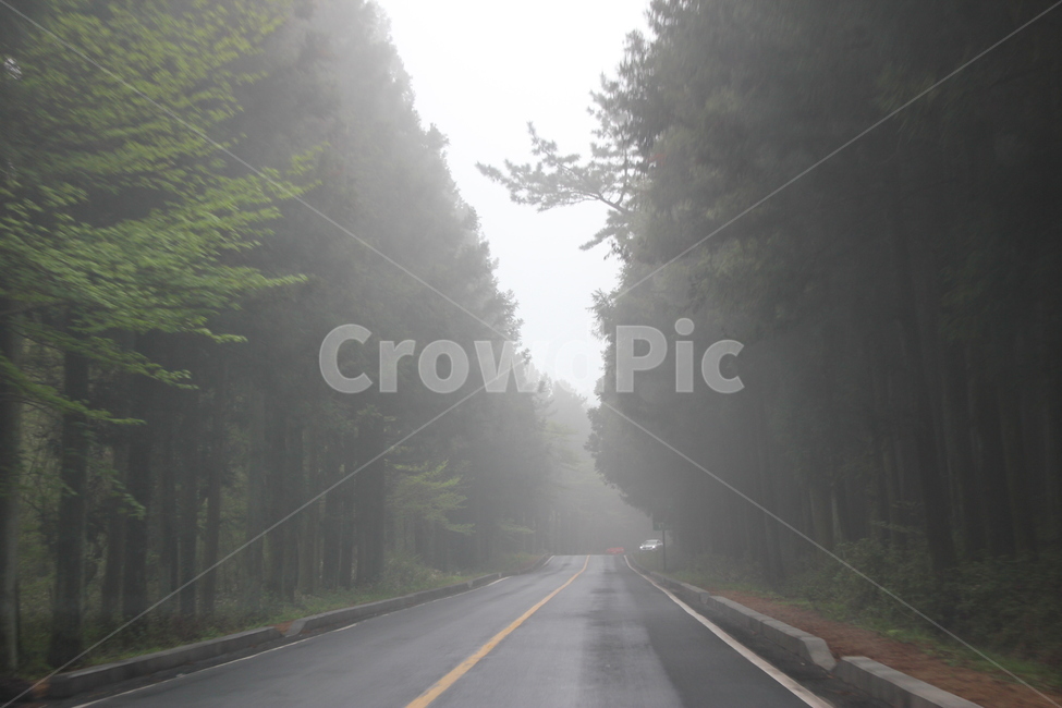 안개,숲터널,숲길,안개낀길,제주도,자연,풍경,nature,landscape,road,도로,highway,고속도로,freeway,고속 도로