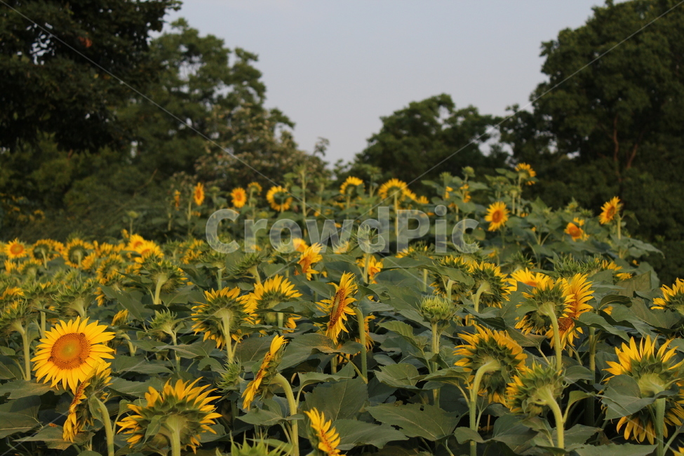 해바라기,summer,해바라기밭,여행지,꽃,꽃밭,여름,노랑,초록,자연,nature,yellow,flower,sunflower,지금만나러갑니다,감성,감성사진,식물,자연,plants,nature,꽃,flower