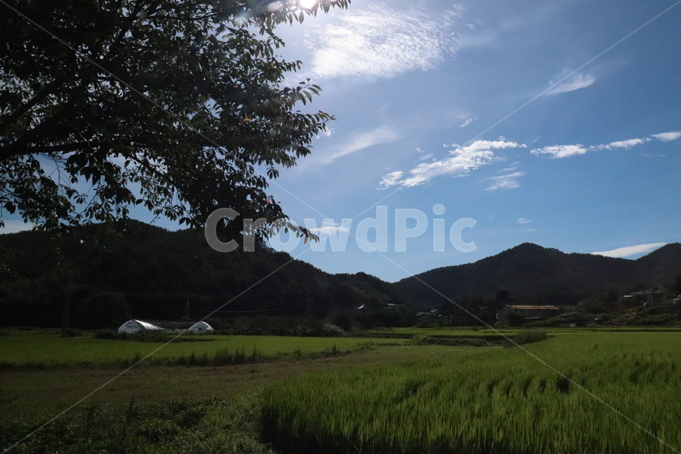 자연,숲,하늘,힐링,산,구름,밭,드라이브,나무