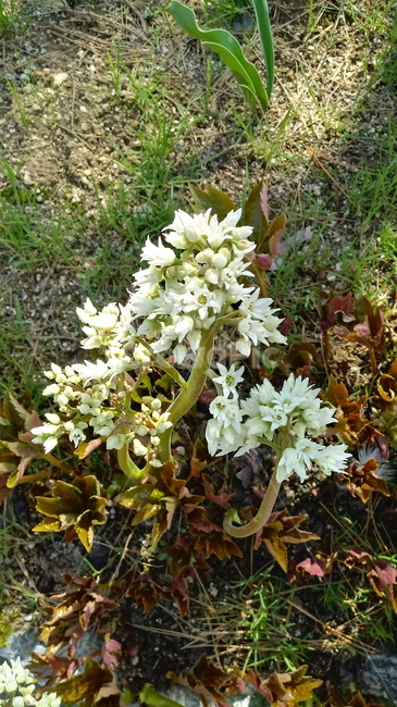 나무,식물,꽃,봄꽃,나무줄기,나무가지,봄,plant,tree,treetrunk,flower,blossom,꽃잎,돌단풍