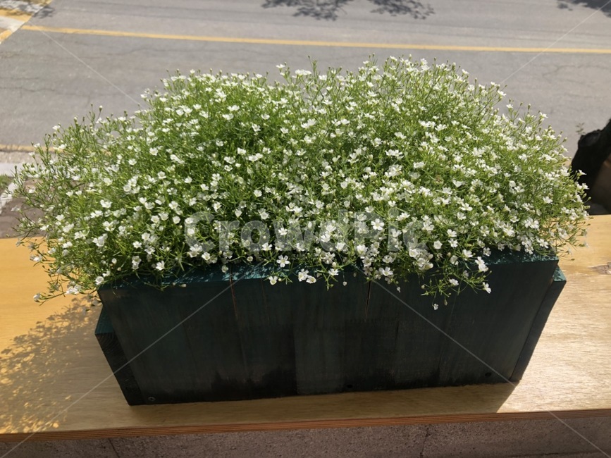 식물,꽃,blossom,flower,plant