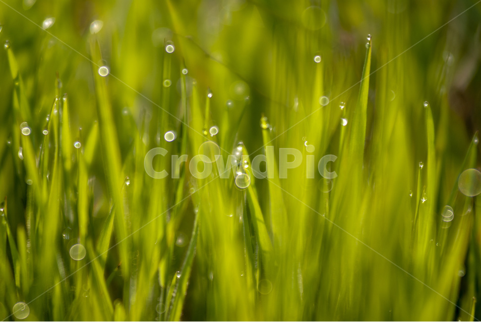 자연,보리,청보리,nature,이슬,새벽사진,풍경사진,보리밭,자연,풍경,nature,landscape,식물,plants,감성,sensible,feeling,grass,잔디,plant,droplet,작은 물방울