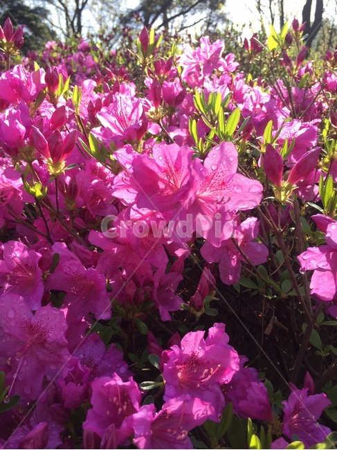 꽃,flower,plant,진달래,핑크,pink,봄,spring,자연,산뜻,이슬,물방울,식물,자연,plants,nature,꽃,flower
