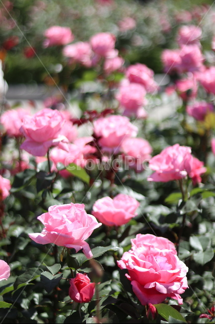 장미,꽃,풍경,핑크,5월,식물,자연,plants,nature,꽃,flower