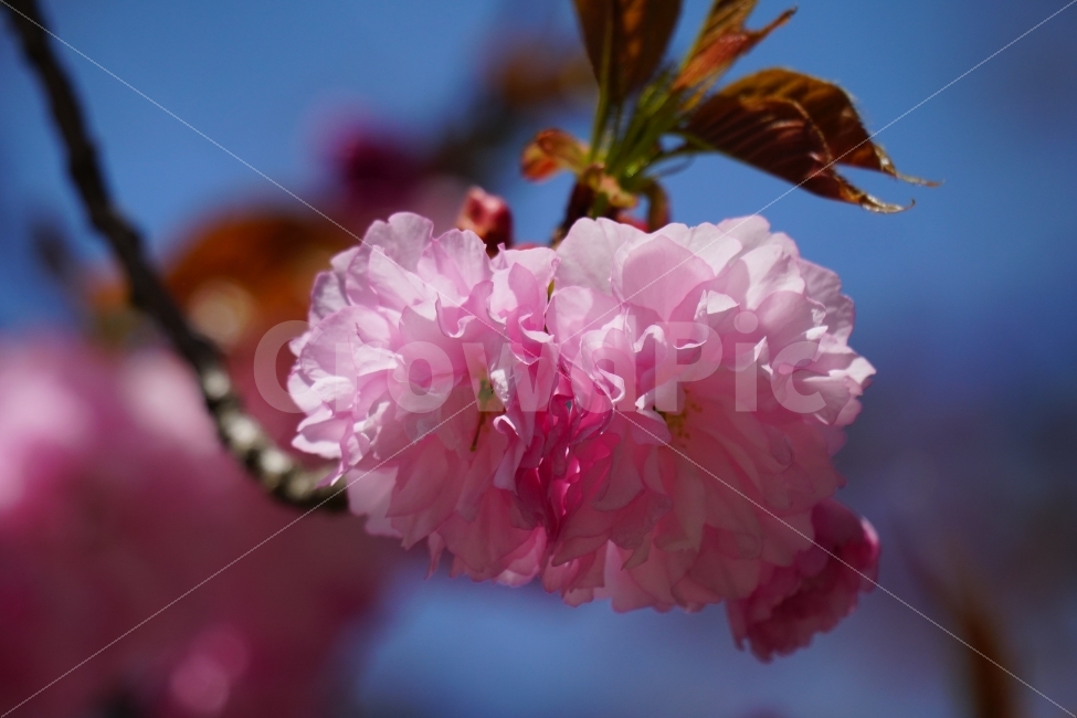 겹벚꽃,봄,꽃,플라워,나무,나뭇가지,하늘,이파리,자연,flower,nature,tree,spring,4월,식물,계절,season,감성,접사,macro,풍경,landscape,꽃사진,스냅,스넵,snap,경치,마크로,closeup,클로즈업,푸른하늘,sky,힐링,healing,식물,자연,plants,nature,봄,계절,spring,season,꽃,flower,plant,blossom,geranium,제라늄