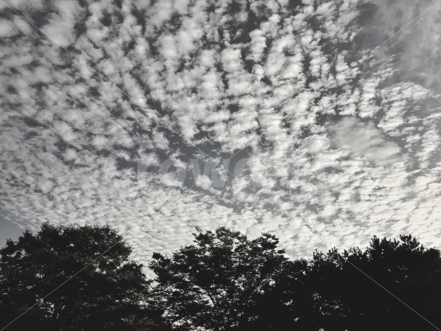 하늘,구름,나무,흑백,전경,자연,풍경,nature,landscape,흑백,모노톤,monochrome,black and white