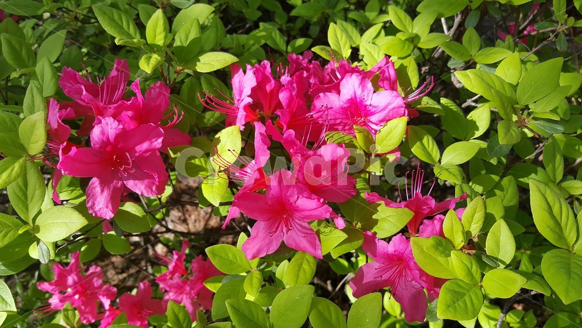 꽃,분홍색,예쁜,배경,잎,flower,pink,picture,photo