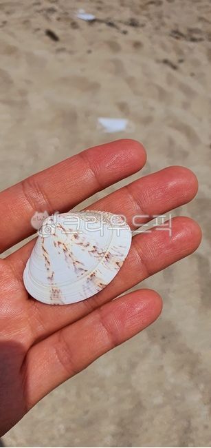 seashell,Korean clams,clamshell,korenshell,sea shell,beach clams,sand,Beach,ocean,shell,pretty clam,beach,sheller,white sand beach