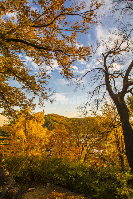 공세리성당,순교지,관광명소,아산명소,성당,단풍,가을,천주교,후원,가을,계절,fall,autumn,season,자연,풍경,nature,landscape,tree,나무,plant,식물,tree trunk,나무 줄기