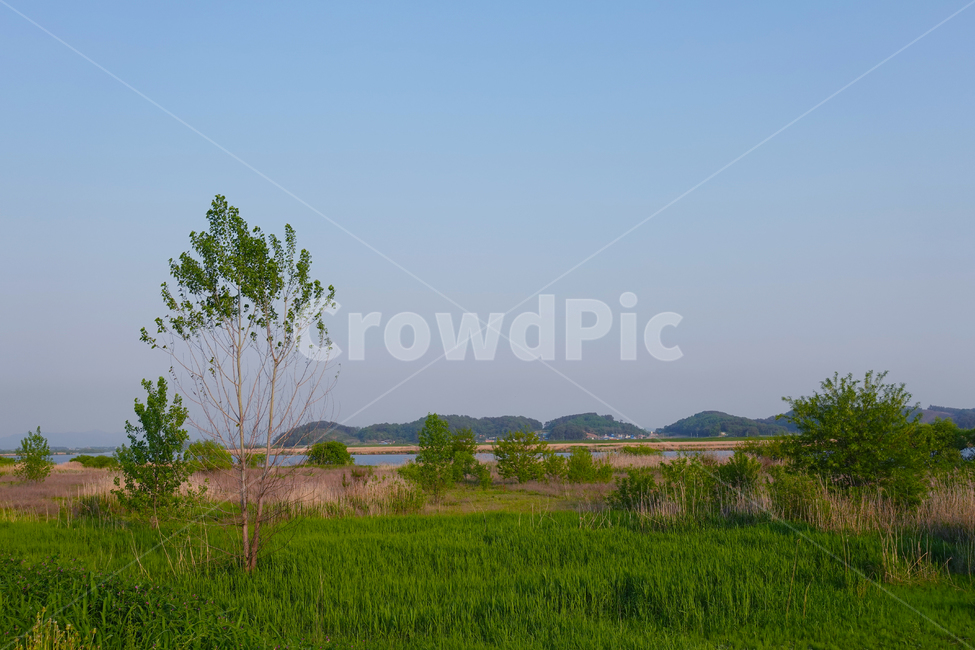 들,자연,nature,풀밭,나무,강,초록