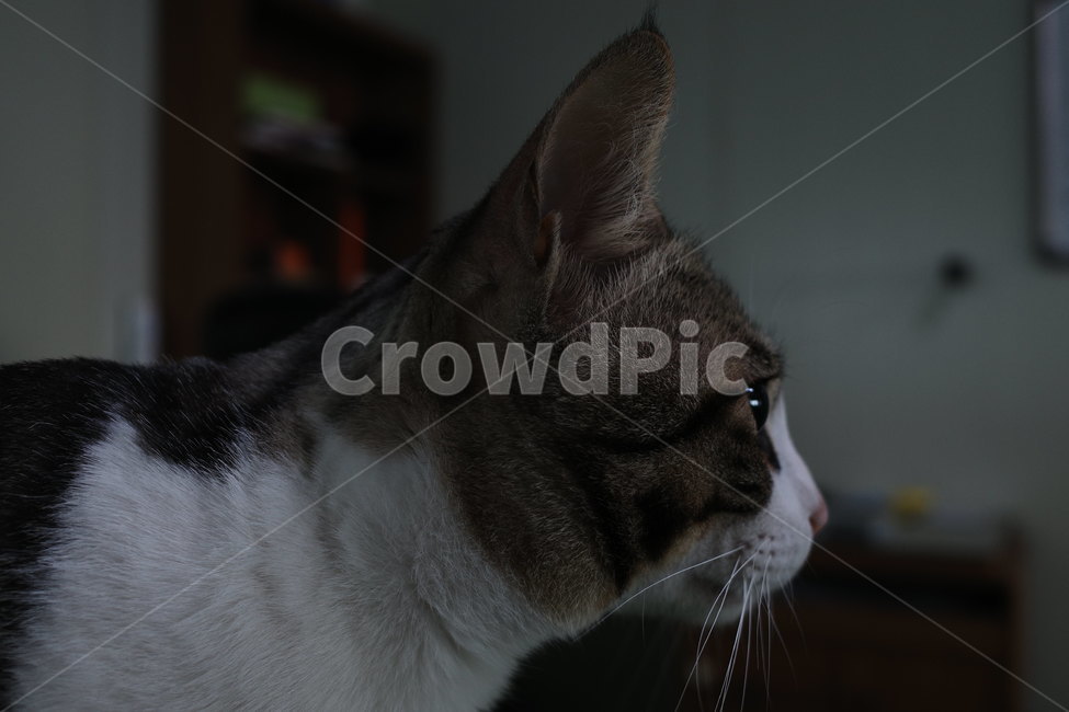 고양이,눈,귀,코,입,옆모습,털