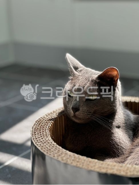 고양이,동물,러시안블루,cat,mammal,pet,포유류,animal,애완동물