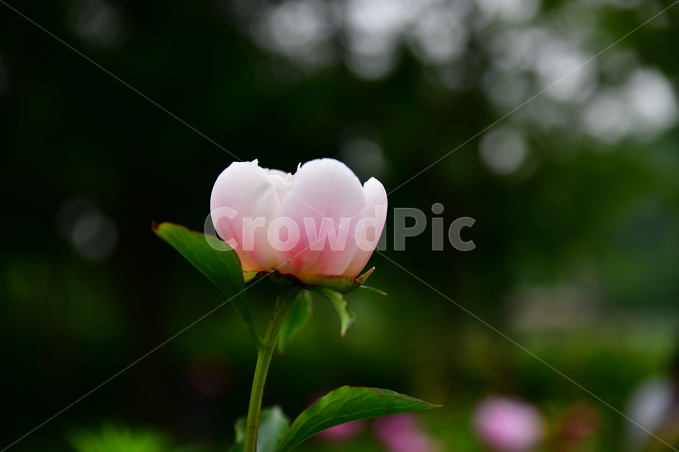 꽃,야생화,정원,수목원,자연,봄,여름,장미,식물,자연,plants,nature,꽃,flower