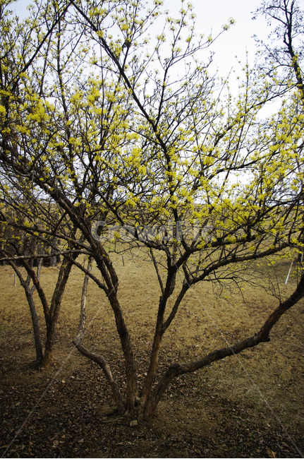 산수유,자연,nature,꽃,flower,나무,식물,plant,봄,spring,계절,봄,계절,spring,season,자연,풍경,nature,landscape,tree,tree trunk,나무 줄기